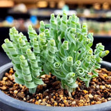 Albuca Plant Live Bare Root Succulent Live Plant, Rare Curly Leaf, Easy Care Indoor Plant for Collectors