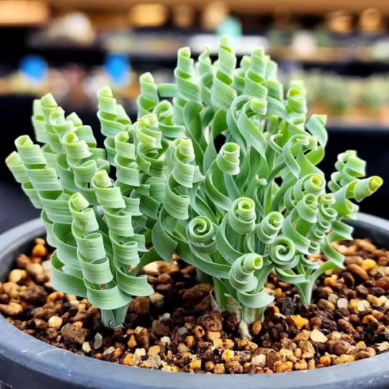 Albuca Plant Live Bare Root Succulent Live Plant, Rare Curly Leaf, Easy Care Indoor Plant for Collectors