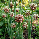 Pack 200 Walking Onion Seeds, Walking Onion Seeds for Planting, Hardy Onions, Perennial Vegetable for Backyard Garden
