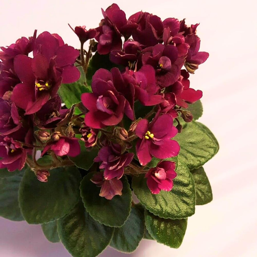 African Violets Live Plants, African Violet Plant Live in 4 Inches Pot, Violets Flowers Houseplant, 4-7 Inches Tall for Home Office Decor (Burgundy Red)