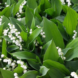 Set of 6 Lily of the Valley Plants Live, 4-7" Tall, Bareroot, Lily of the Valley Plant, Fragrant Flowering Perennials for Garden