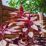 5000 Red Amaranth Seeds, Vegetable Ornamental Amaranth Plant Seeds for Outdoor Planting