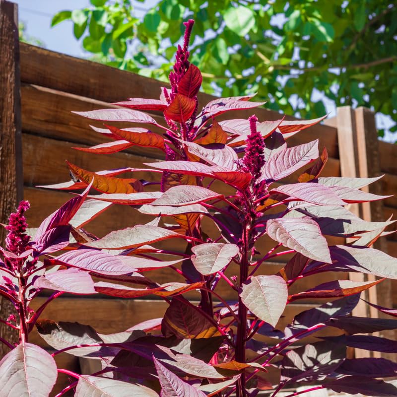 5000 Red Amaranth Seeds, Vegetable Ornamental Amaranth Plant Seeds for Outdoor Planting