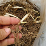 6 Lily of The Valley Roots, Fragrant May Lilies Rhizomes for Early Spring Bloom, Perennial, Cold Hardy, Outdoor Garden