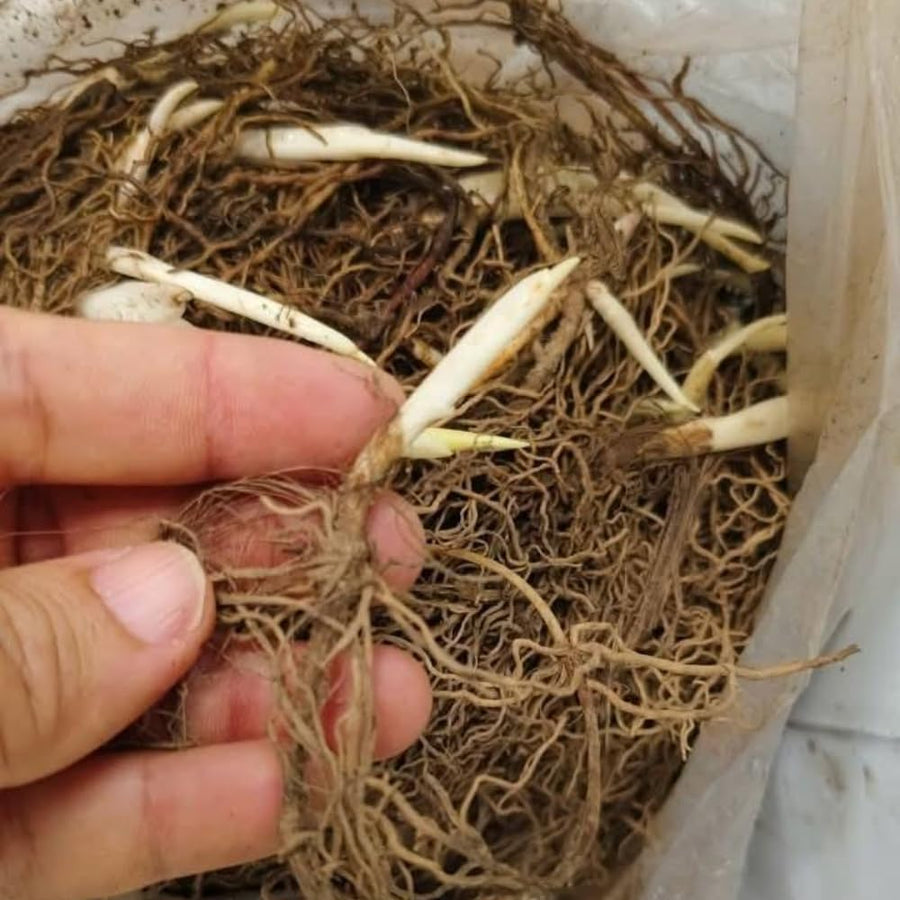 6 Lily of The Valley Roots, Fragrant May Lilies Rhizomes for Early Spring Bloom, Perennial, Cold Hardy, Outdoor Garden