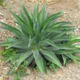 Live Green Foxtail Agave Tree Live Plant, 1 Year Old 8" in Tall in 4" Pot for Outdoor Succulent Cactus, Very Hardy