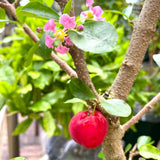 2 Acerola Barbados Cherry Trees Live Plant, 5-10 Inch Tall, Barbados Cherry Plants Live for Planting