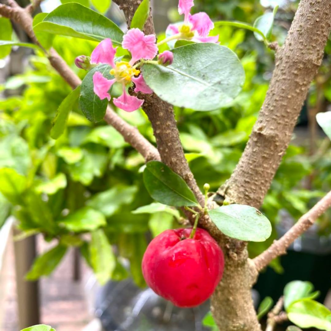 2 Acerola Barbados Cherry Trees Live Plant, 5-10 Inch Tall, Barbados Cherry Plants Live for Planting