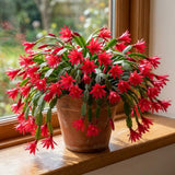 Easter Cactus Live Plant, Easter Cactus Plant 5 Inches in Height, 4 Inch Pot, Bright Bloom Flowering Houseplant for Planting (Red)
