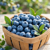 Blueberry Plant Live for Planting, Bluecrop Blueberry Plant, Well Rooted, 6-8 Inc Tall, Berry Shrub for Edible Gardens or Landscapes