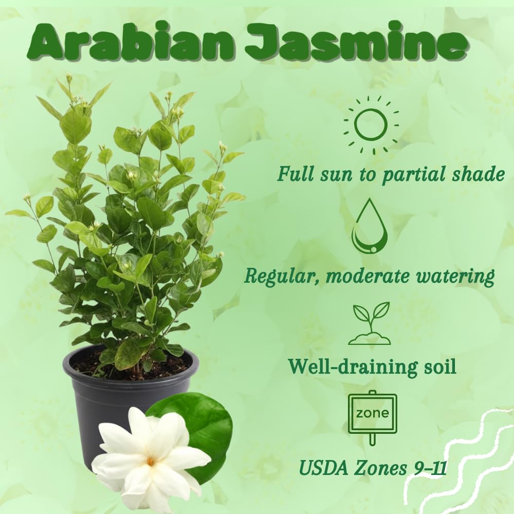 Sambac Jasminum Plant Live, Arabian Jasmine Live Plant, White Flower Arabian Jasmine, 2 Feet Tall in 3 Gallon Pot for Planting