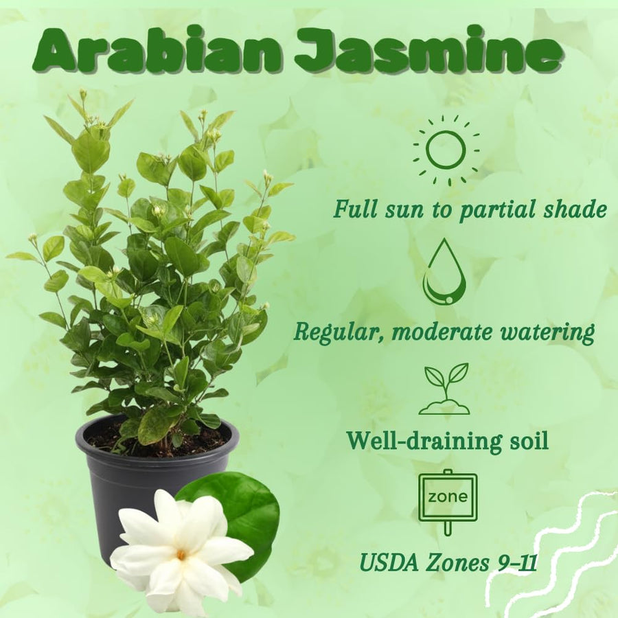 Sambac Jasminum Plant Live, Arabian Jasmine Live Plant, White Flower Arabian Jasmine, 2 Feet Tall in 3 Gallon Pot for Planting