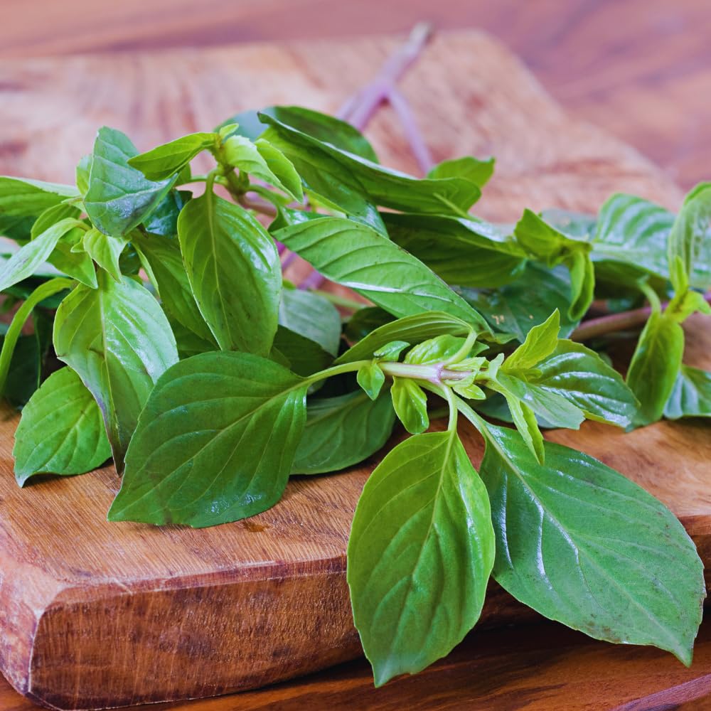 12 Plants of Basil Plants, Live Basil Plants for Garden Indoors Outdoors, 5-6'' Tall Size Plant