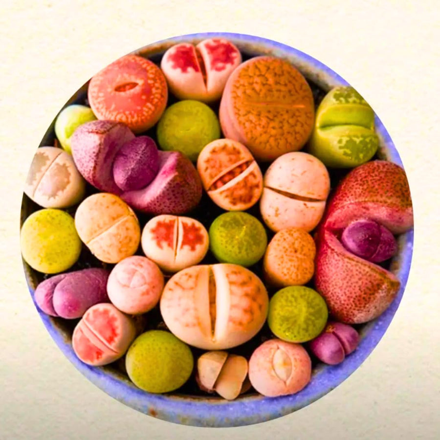 10 Large Random Mix Lithops Living Stones, Live Succulent Plants, Bare Roots Garden Indoor, Rocks Living Stones