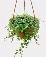 String Plant Live 4 Inch Pot, Rare Succulents Plants in Hanging Baskets, Trailing Succulent Houseplant for Home Office (String of Turtles)