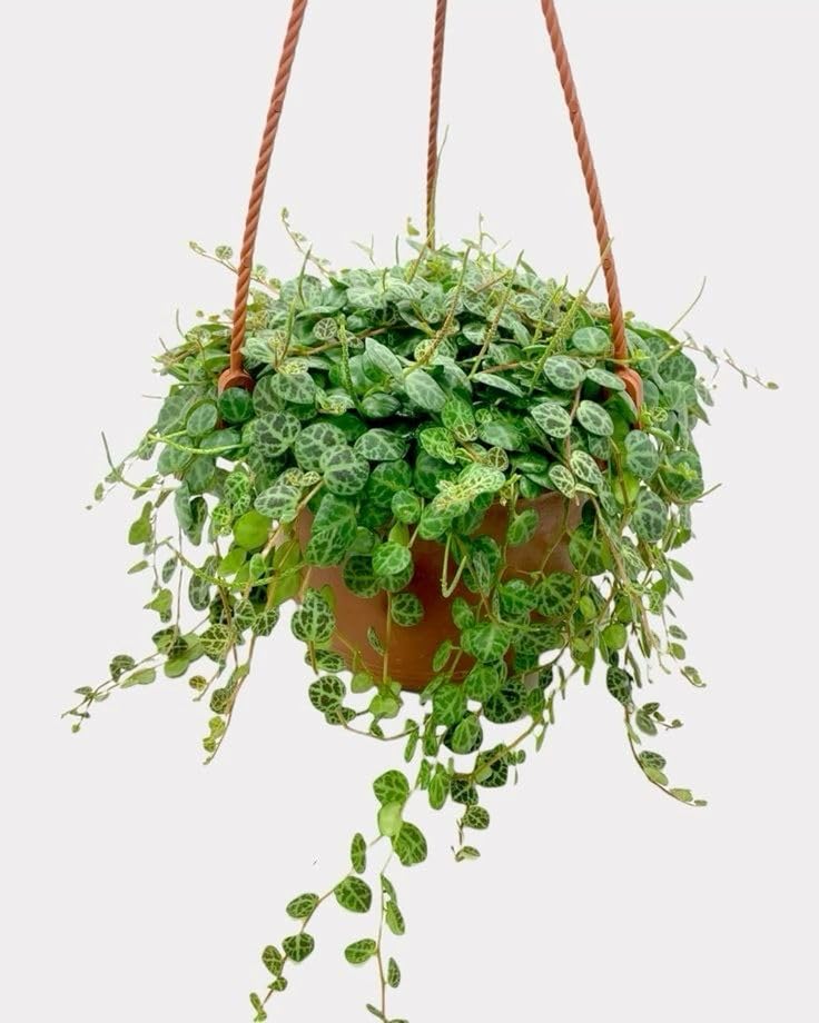 String Plant Live 4 Inch Pot, Rare Succulents Plants in Hanging Baskets, Trailing Succulent Houseplant for Home Office (String of Turtles)