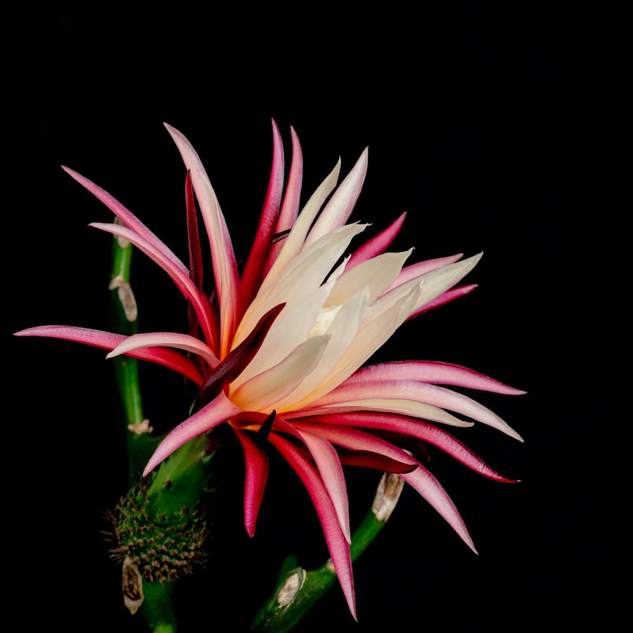Fishbone Cactus Plant 4-6'' Tall, Easy Care Indoor Cactus in 2'' Pot, Compact Houseplant for Planting