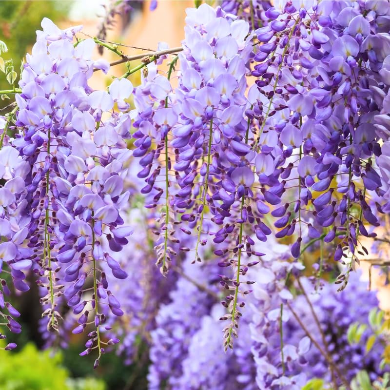 3 Purple Wisteria Trees Live Plants, Purple Wisteria Plant Live 6-12 Inch Tall, Wisteria Vine Live Plant, Wisteria Live Plant, Fragrant Wisteria Flowers, in Pots