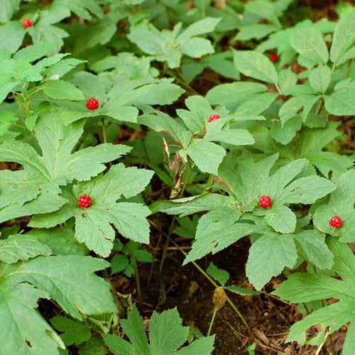 10 Goldenseal Roots for Planting, Pack of 10 Golden Seal Live Roots Herb Perennial Plant for Outdoor Shade Garden Growing Spring