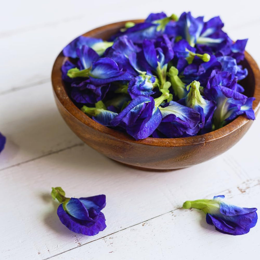 Butterfly Pea Plant Live, 6 to 10 Inc Tall Butterfly Flower Vine Plant Live Growing, 4 Inc Potted (Blue)