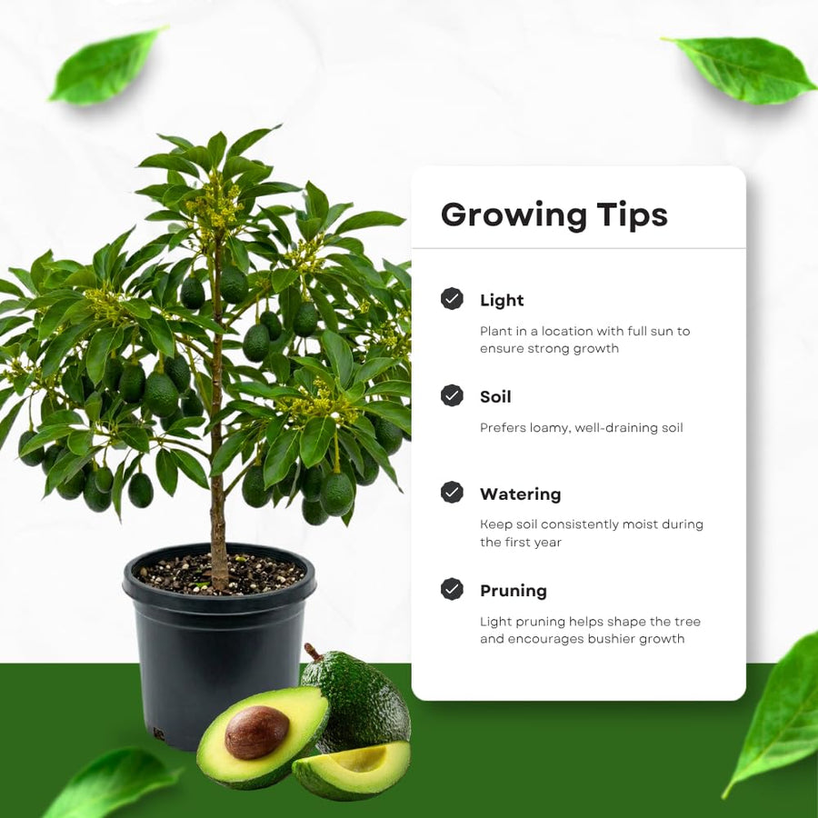 Dwarf Avocado Tree Live Plant, HASS Avocado Plant, 1 Year Old Fruit Tree, Well Rooted, 16-20 Inches Tall, Indoor Outdoor Growing