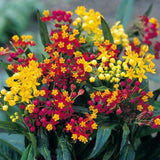 2 Mikweed Live Plants, Asclepias Tuberosa Perennial Flowers Plants, Tropical Butterfly Milkweeds 4-8 Inch for Outdoor Garden (Assorted)