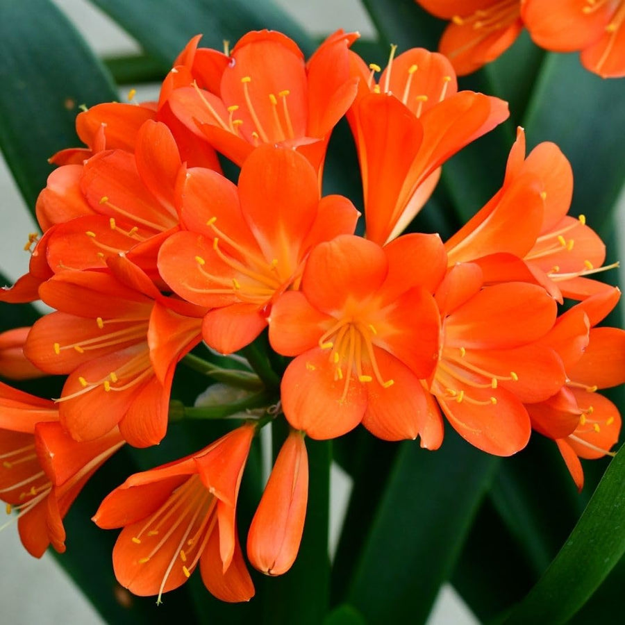 Orange Clivia Live Plant in 6 Inch Pot - 6-8" Tropical Flowering Houseplant, Perennial Clivia Flower Plant for Indoor Outdoor Planting