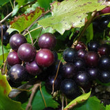 Muscadine Grape Vine Plant Live, Grape Plant Live Grape Tree, in 4" Pot Grape Fruit Tree for Planting