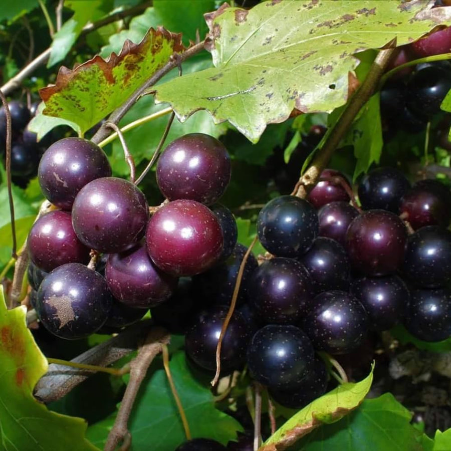 Muscadine Grape Vine Plant Live, Grape Plant Live Grape Tree, in 4" Pot Grape Fruit Tree for Planting