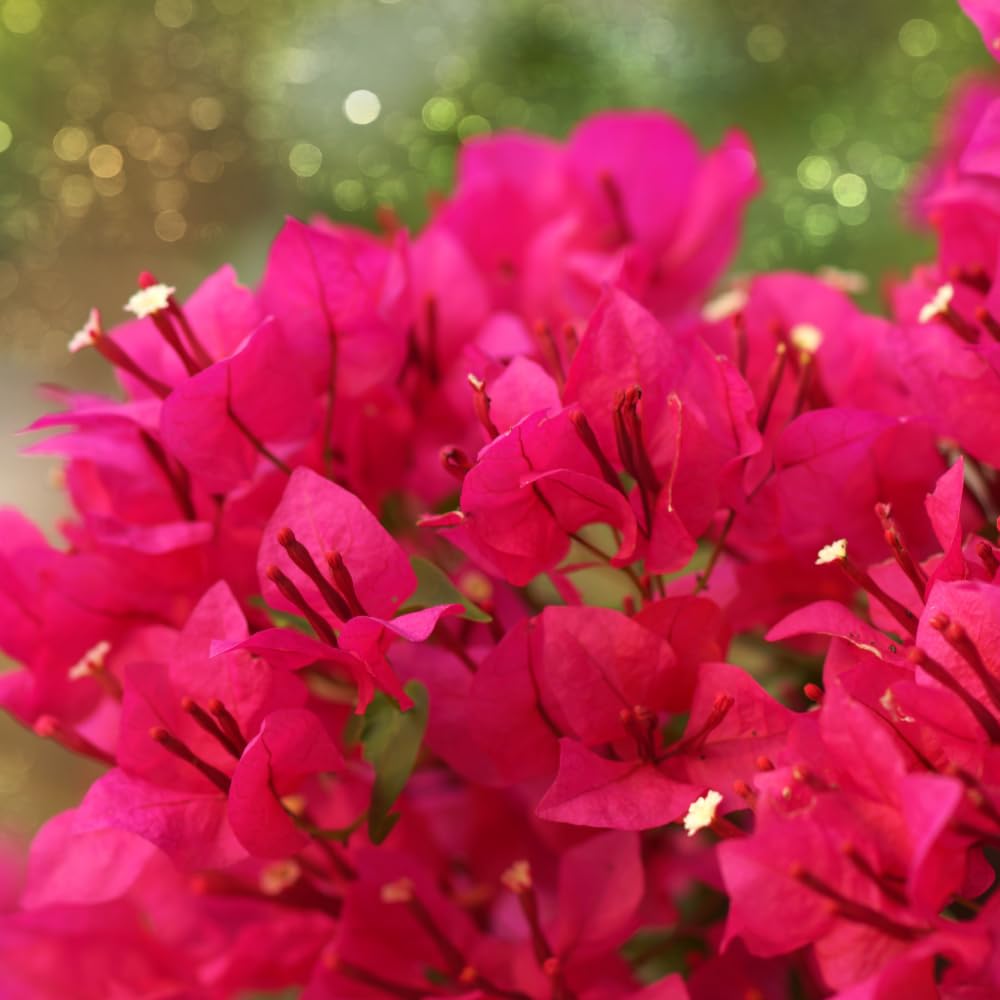 Bougainvillea Plant Live, Bougainvillea Flower Plants, Trailing Flowering Vines, Vibrant Blooms, 4-7 Inches Tall in 4 Inch Pot for Growing (Red Purple)