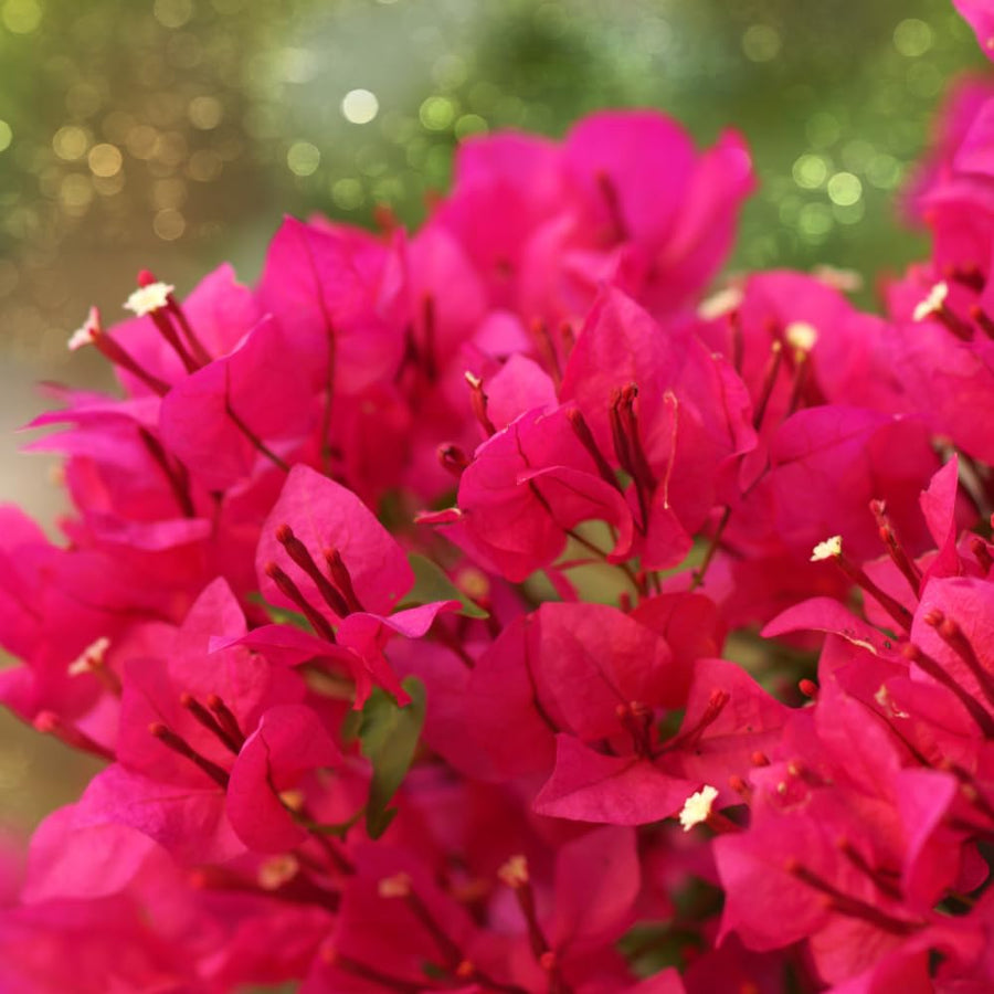 Bougainvillea Plant Live, Bougainvillea Flower Plants, Trailing Flowering Vines, Vibrant Blooms, 4-7 Inches Tall in 4 Inch Pot for Growing (Red Purple)