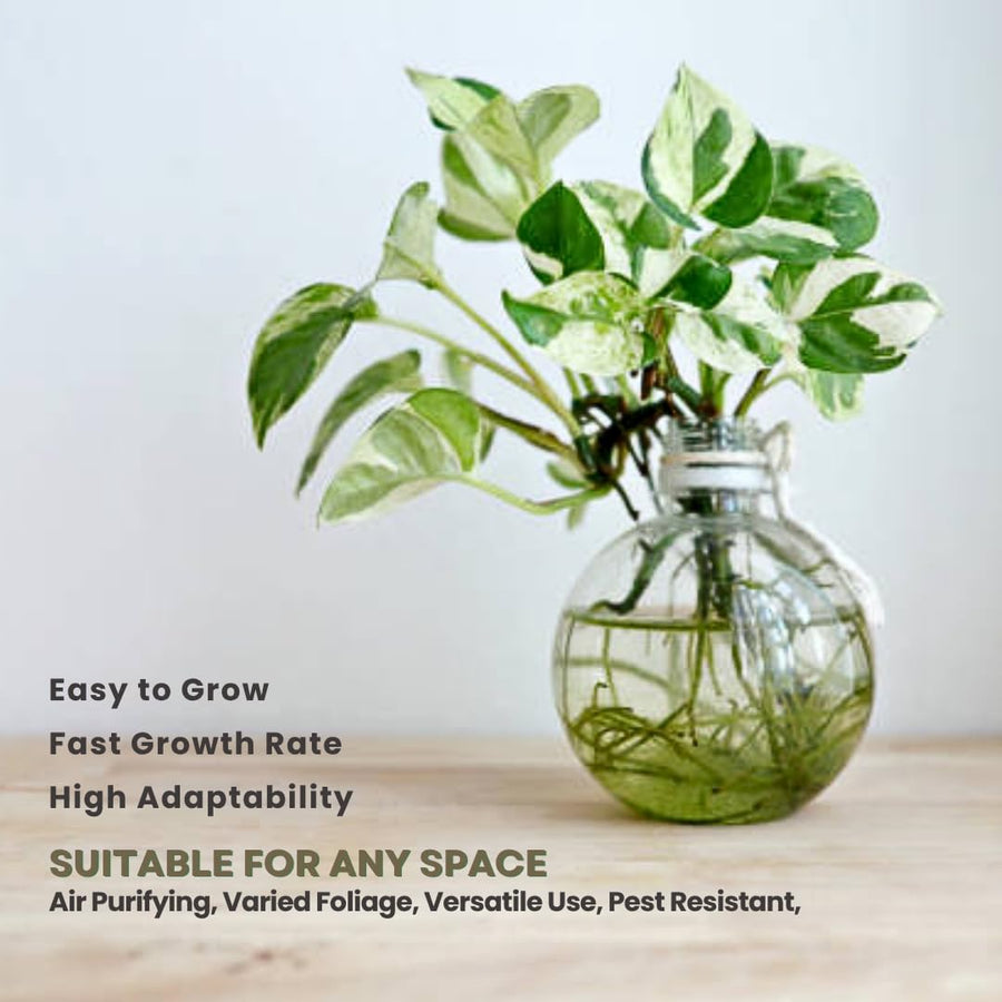 2 Pothos Live Plants, Live Pothos Plant, 3 to 5 Inc Tall, Indoor House Plants Outdoor (Green White)