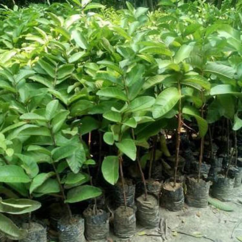 9-15" Pink Guava Plant Live Tree, Cold Hardy Live Guava Trees for Planting, Sweet Guava Tree Live Plant, No Pot