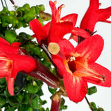 Rare Twisted Curly Lipstick Plant Live, Aeschynanthus Lipstick Houseplant in 3" Potted, Indoor Outdoor Trailing Plants