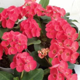 Red Euphorbia Crown of Thorns Plant Live, Crown of Thorns Live Plant, 4 Inc Potted, Succulent Plant Live for Gardening, Red Flower