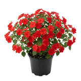 Red Impatiens Live Plant in 4-Inch Pot, Impatiens Plant 3-5 Inch Tall, Flowering Annual for Gardens and Containers