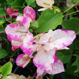 White Pink Bougainvillea Tree Live Plant, 1 Year Old Ready to Plant Outdoor, Very Hardy