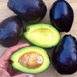 Avocado Tree Live Plant, 3 Feet Avocado Tree, Cold Hardy Purple Avocado for Outdoor Planting and Home Orchard