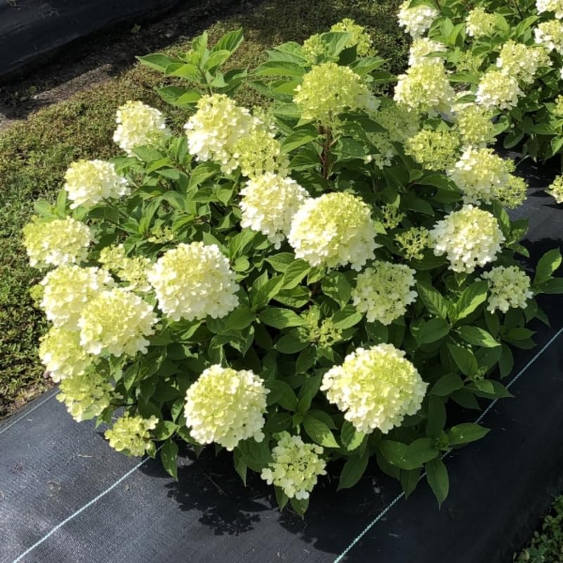 Lime Hydrangea Plant Live, Hydrangea Tree Live Plant Outdoors, 5 to 7 Inches Tall, Shrub Bush Plant