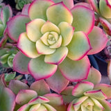 Aeonium Plant Live, Rarre Aeonium Succulents Indoor Houseplant in 4'' Pot, Succulents for Home Office Decoration (Green Pink)