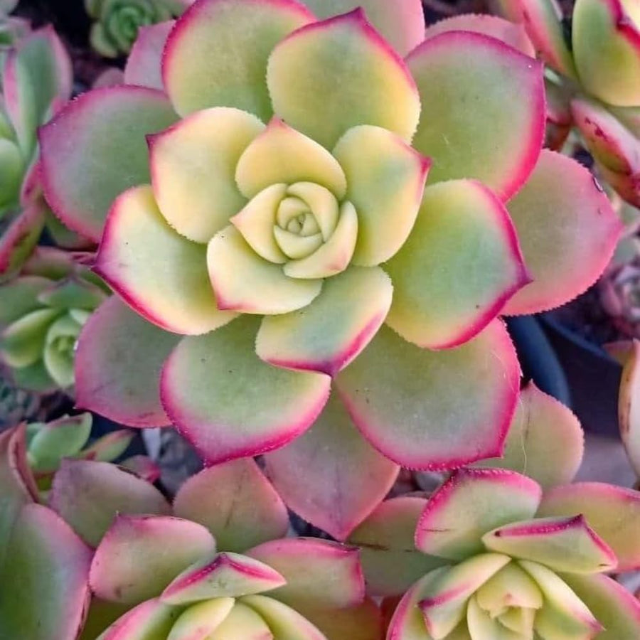 Aeonium Plant Live, Rarre Aeonium Succulents Indoor Houseplant in 4'' Pot, Succulents for Home Office Decoration (Green Pink)