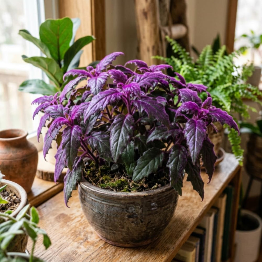 Gynura Purple Velvet Plant Live 4-6 Inches Tall, Purple Passion Plant, Velvet Leaf Houseplant in 4 Inch Pot for Growing