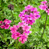 4 Pink Verbena Plants Live, 5-9" Tall Hardy Perennial Flower Plants, Well-Rooted for Outdoor Planting