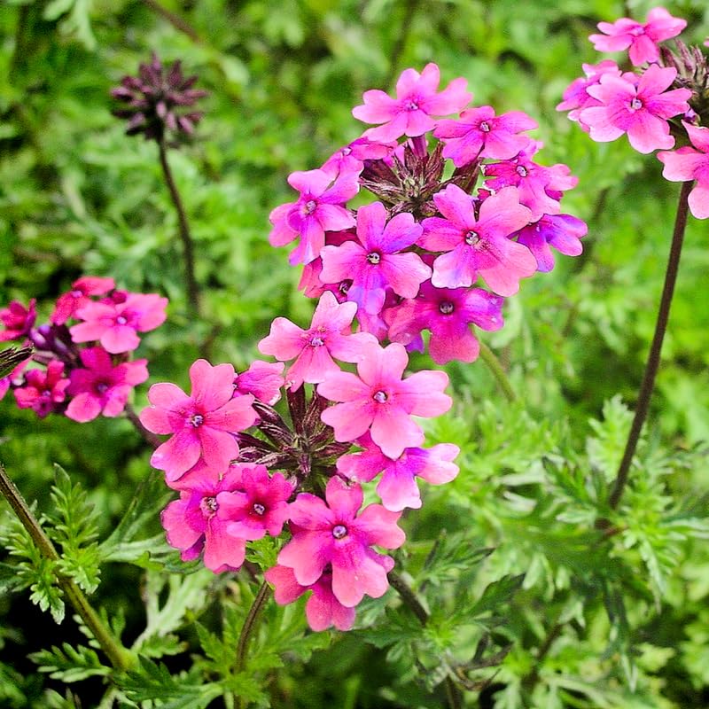 4 Pink Verbena Plants Live, 5-9" Tall Hardy Perennial Flower Plants, Well-Rooted for Outdoor Planting