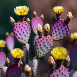 Set 2 Purple Prickly Pear Cactus, Fast Growing Cactus Live Plant 5-8'' Tall, Ready to Grow, Outdoor Garden Planting