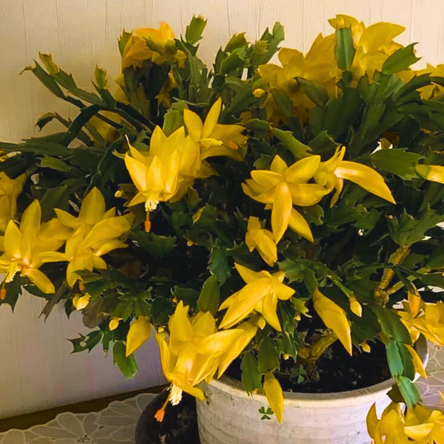 Yellow Christmas Cactus Plant Live Christmas Cactus, Holiday Cactus Live Plant, 4 Inc Pot