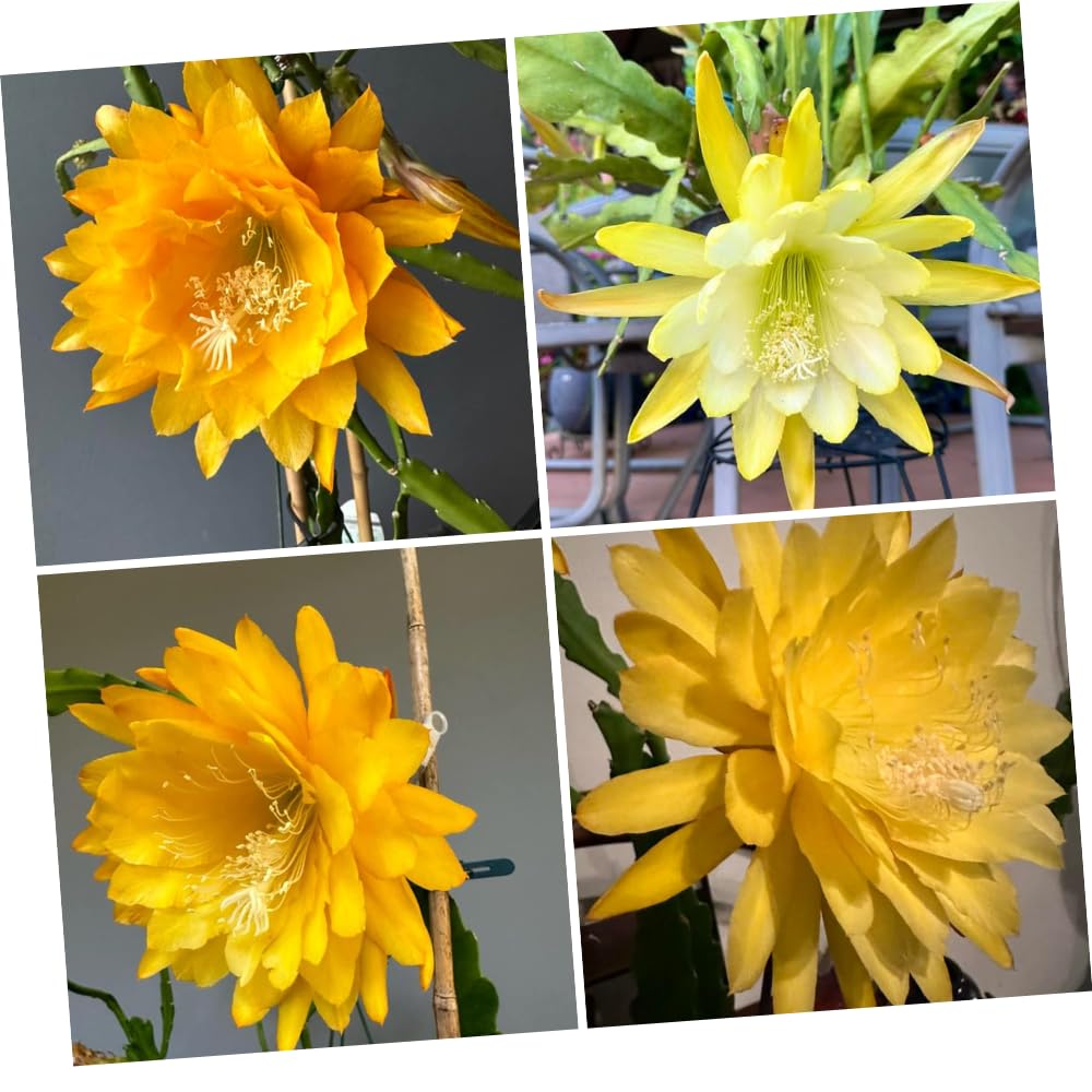 Epiphyllum Plants Live, 2 Plants per Pot, Orchid Cactus Plants for Indoor and Outdoor Planting, Well Rooted Orchid Cactus Plant, Ready to Plant (Yellow Epiphyllum)