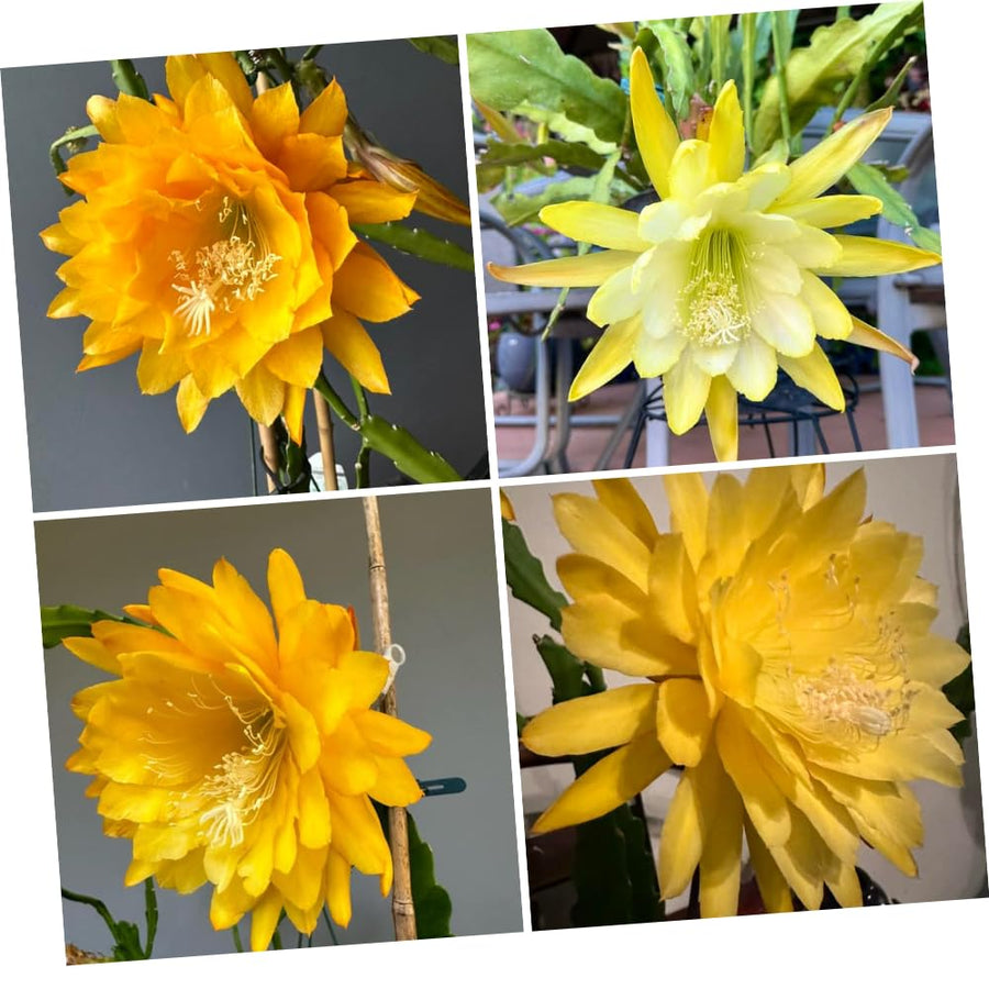 Epiphyllum Plants Live, 2 Plants per Pot, Orchid Cactus Plants for Indoor and Outdoor Planting, Well Rooted Orchid Cactus Plant, Ready to Plant (Yellow Epiphyllum)