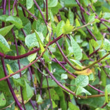 50+ Red Malabar Spinach Seeds, Ceylon Spinach Seeds, Vegetable Garden Seed for Outdoor Planting and Home Gardening