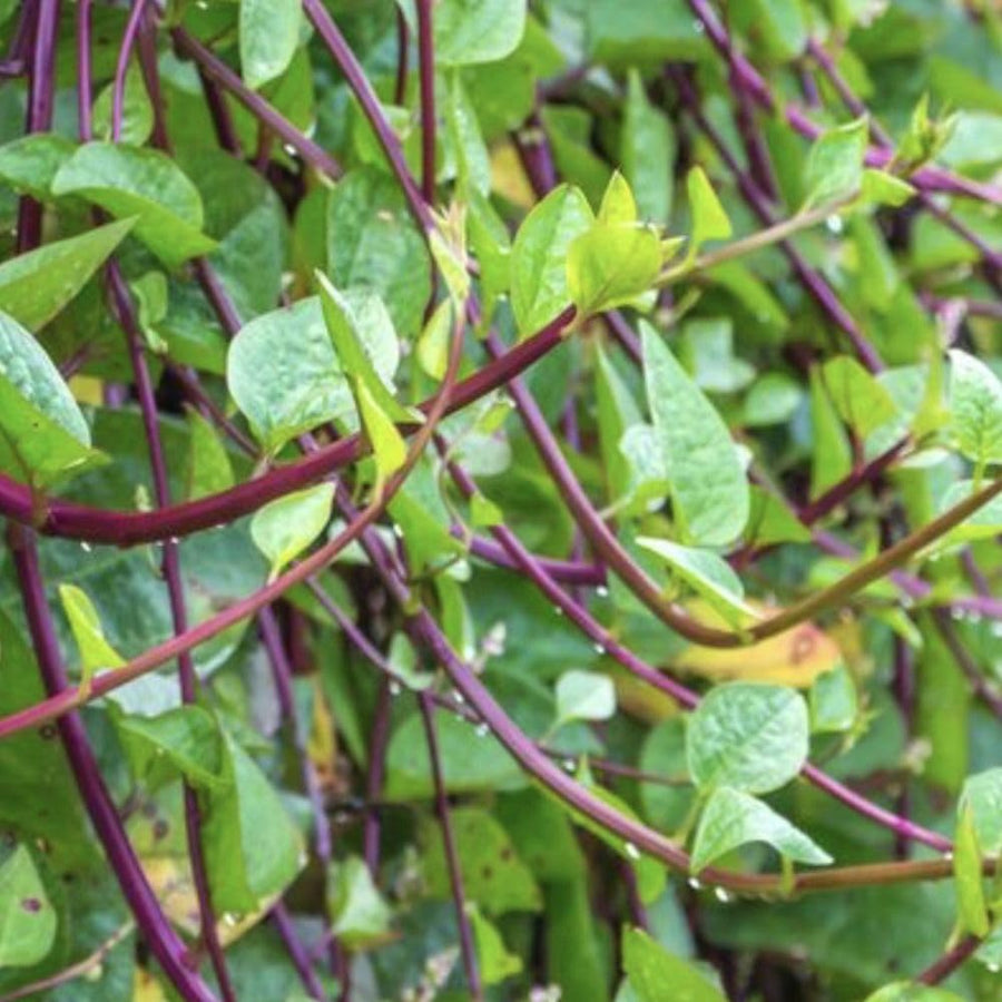 50+ Red Malabar Spinach Seeds, Ceylon Spinach Seeds, Vegetable Garden Seed for Outdoor Planting and Home Gardening